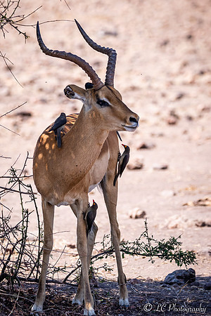 Impala