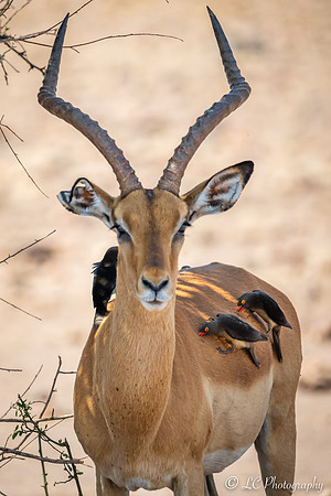 Impala et piques-boeuf