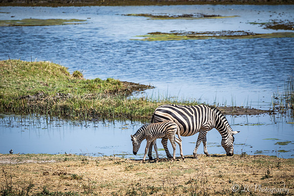 Zèbre au bord du Chobe