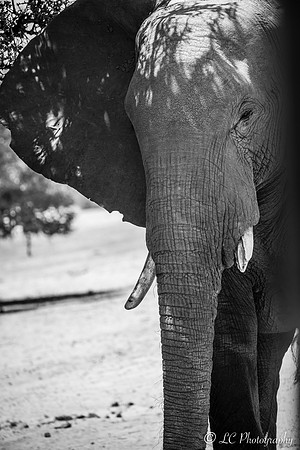 Eléphant exprimant sa tristesse