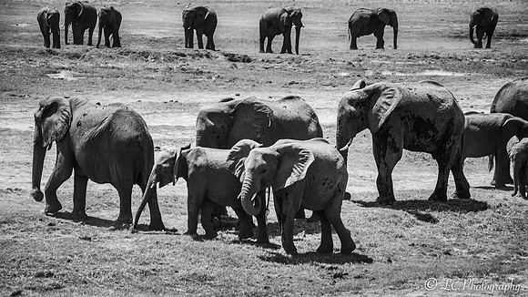 Troupeau d'éléphants