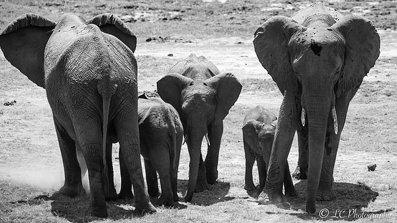 Famille d'éléphants
