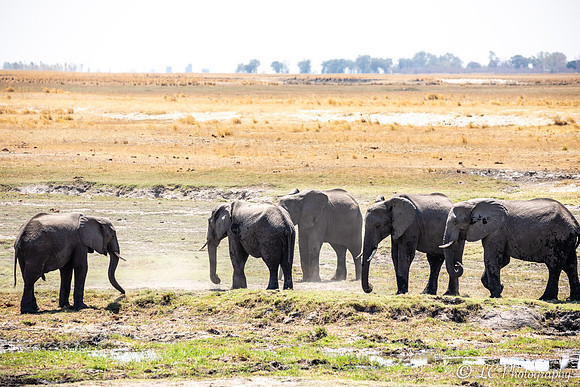 Troupeau d'éléphants