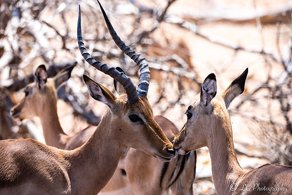 Impalas