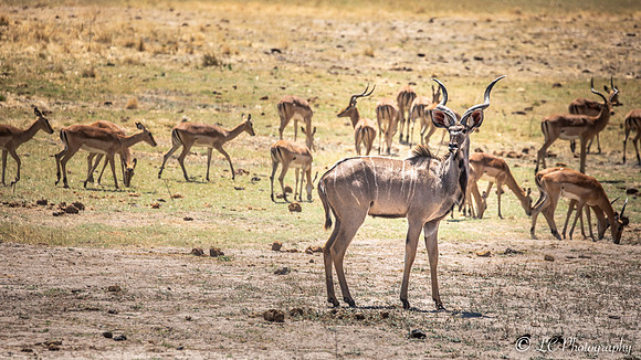 Kudu