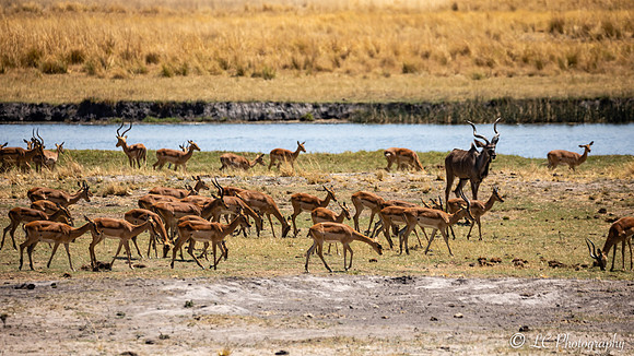 Kudus et springbox