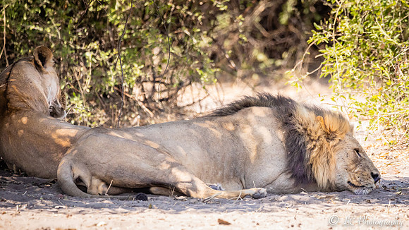 Lion et sa lionne