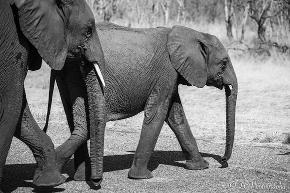 Couple d'éléphants