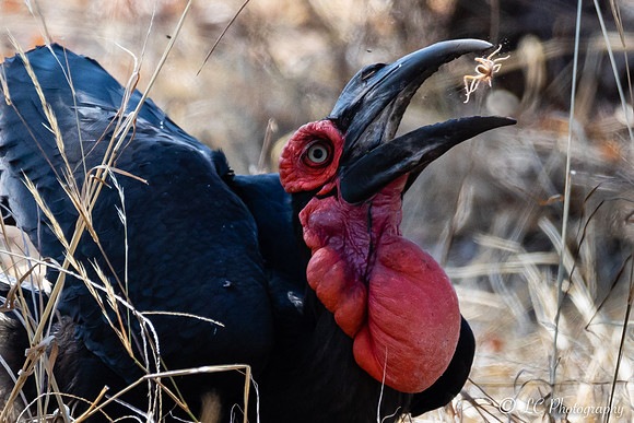 Calao terrestre, Botswana