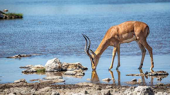 Antiloppe, Botswana