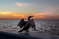 Pélican sur le malecon de Campeche