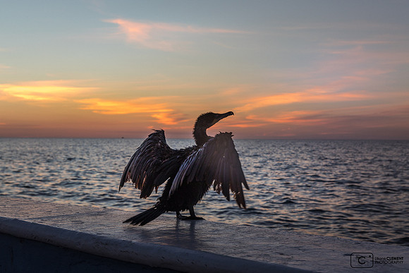Pélican sur le malecon de Campeche