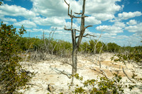 Ruta del Manglar