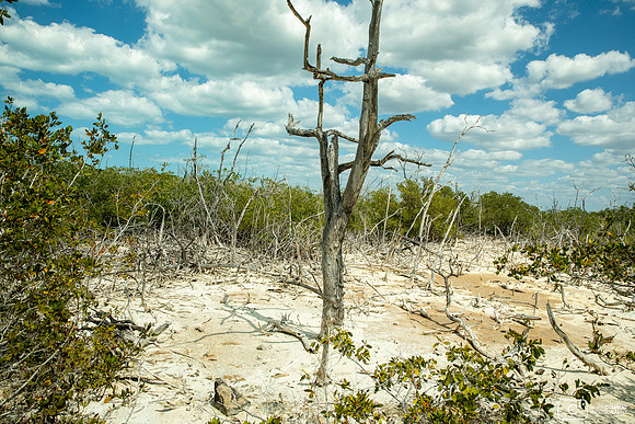 Ruta del Manglar