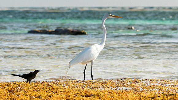 Grande aigrette