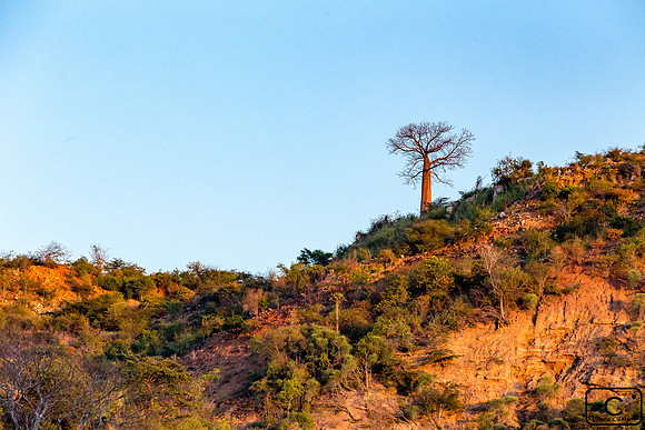 Baobab dans le Sud