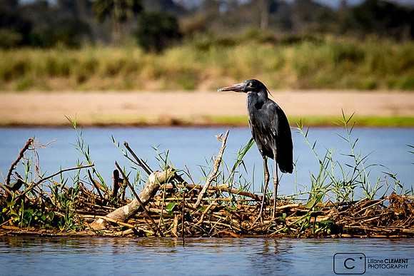 Aigrette noire