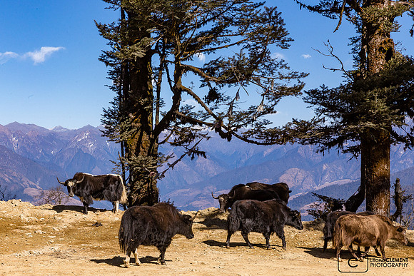 Yaks devant la chaine de la Montagne Noire