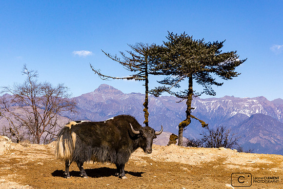 Yaks devant la chaine de la Montagne Noire