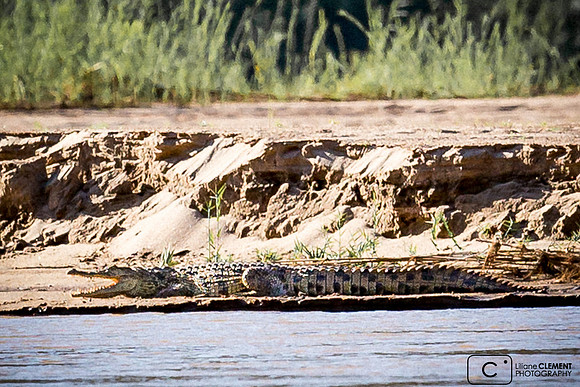 Les crocodiles sont nombreux mais glissent dans l'eau au moindre bruit