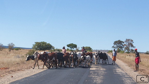Troupeau de zébus