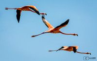 Flamands roses à Celestun