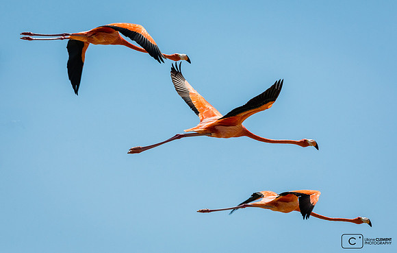 Flamands roses à Celestun