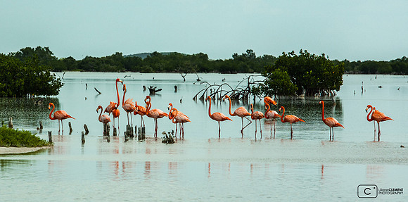 Flamands roses à Chicxulub
