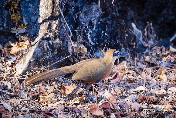 Coua, endémique de Madagascar