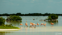 Route des mangroves Progresso