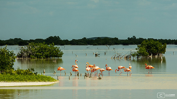 Route des mangroves Progresso