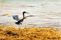 Aigrette des récifs