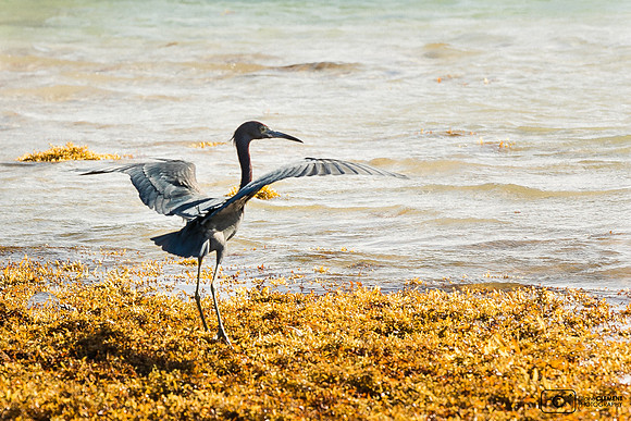 Aigrette des récifs