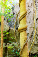 Liane dans la forêt