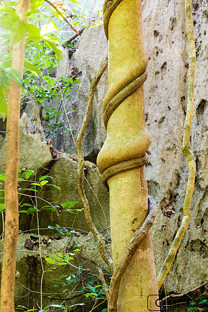 Liane dans la forêt