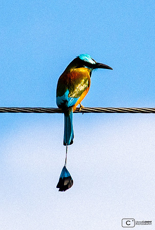 Pajaro tho, endémique du Yucatan
