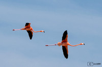 flamands roses à Celestun