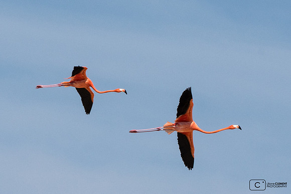 flamands roses à Celestun