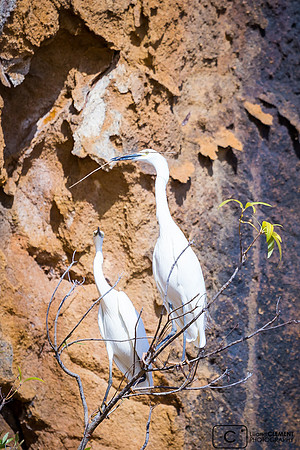 Aigrette blanche