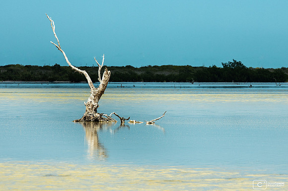 Ruta del Manglar