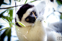 Le sifaka soyeux